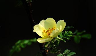 情色小黄花,揭秘成人世界的隐秘诱惑