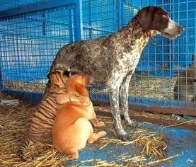 虎妈犬子,中西教育观念的碰撞与融合